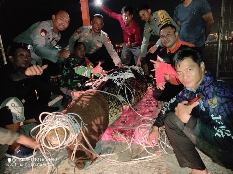 Tim Gabungan TNI Polri dan KSDA Kaltim Relokasi Buaya di Sungai Guntung  Bontang