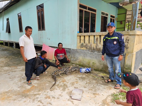 Pak Bhabin Dan Warga Amankan Buaya Yang Ancam Jiwa